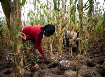 women farmers in Rwanda taking care of their fields